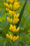 Yellow wild indigo